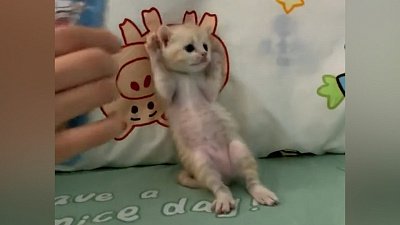 Мех и смех: страшный телефон, неприятный чек и вкусный сэндвич