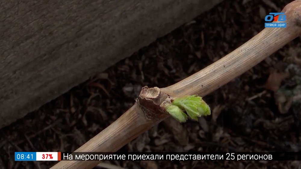 Как ухаживать за виноградом весной? Мастер-класс опытного виноградаря в рубрике «Руки садовода»