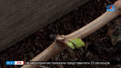 Как ухаживать за виноградом весной? Мастер-класс опытного виноградаря в рубрике «Руки садовода»