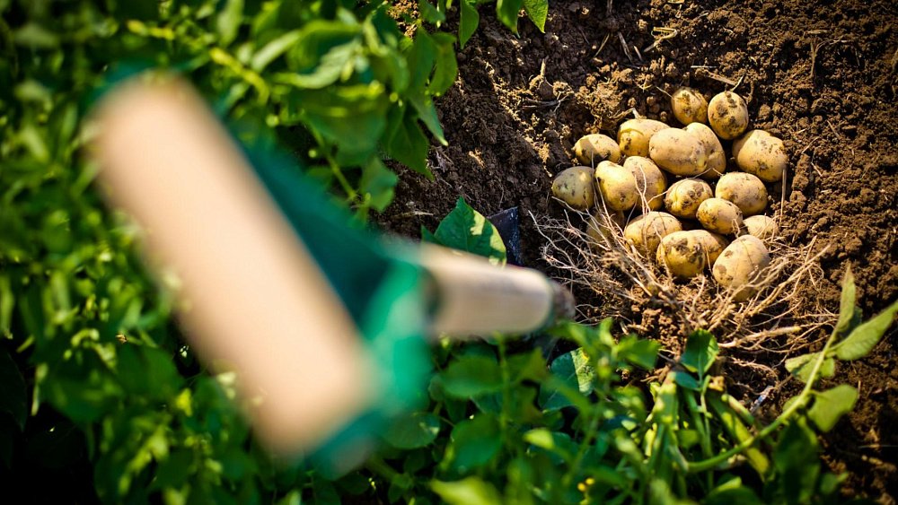 Преимущества посадки картофеля под соломой