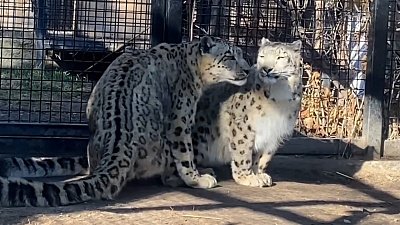 В Челябинском зоопарке прошло первое свидание снежных барсов