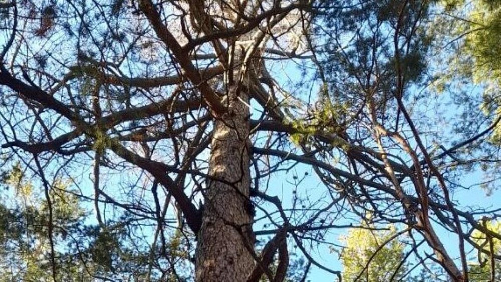 Самая возрастная лиственница Челябинской области претендует на звание главного дерева страны