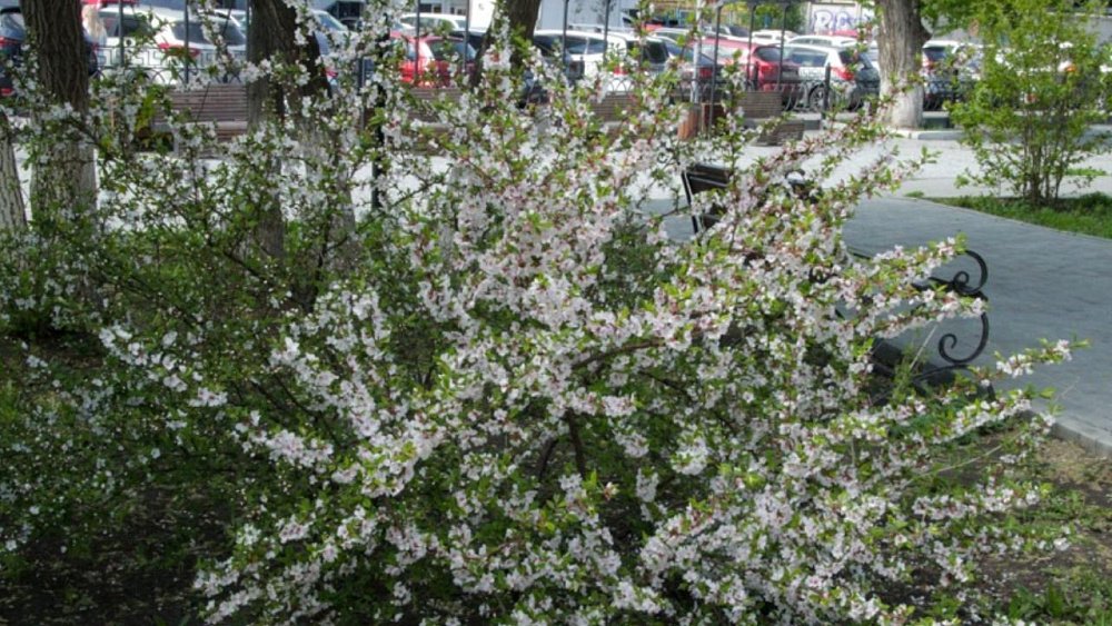 Челябинский Литературный сквер возле Публичной библиотеки украсят жасминами