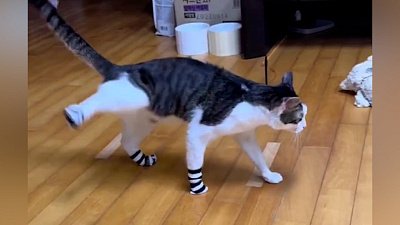 Мех и смех: помощник, носочки и любовь к музыке Мех и смех: помощник, носочки и любовь к музыке