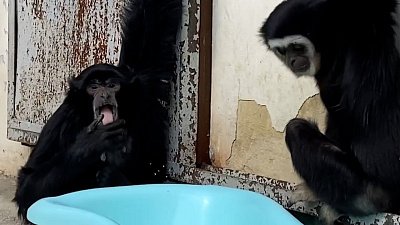 В Челябинском зоопарке гиббоны переехали в уличный вольер