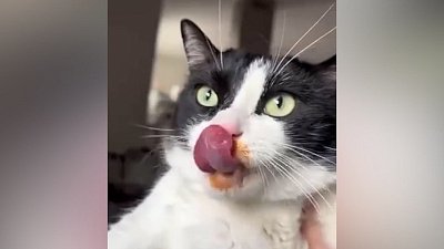 Мех и смех: приветствие, умывающийся бобер и неопровержимые улики