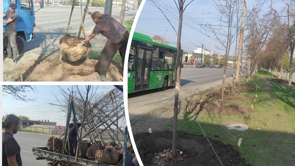 На Комсомольском проспекте Челябинска до конца недели высадят 90 мелколиственных лип