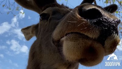 В Челябинском зоопарке маралу помогают сбросить зимнюю шубу