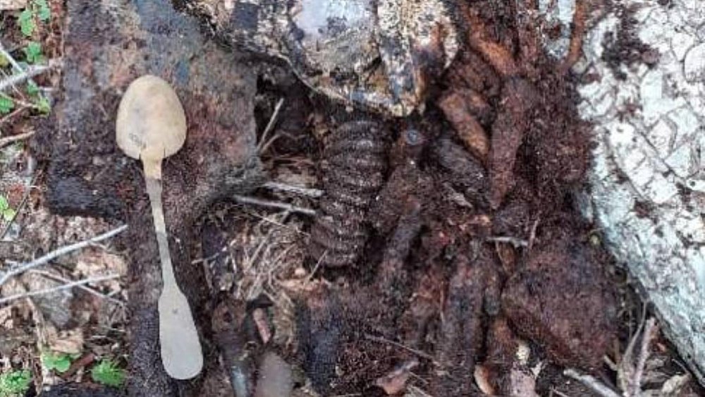 Челябинские поисковики подняли останки четырех бойцов на месте битвы за Москву