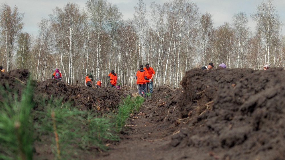В Сосновском районе на месте пожара 2018 года высадили 3 тысячи саженцев