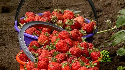 Зеленая передача 04.05.2023