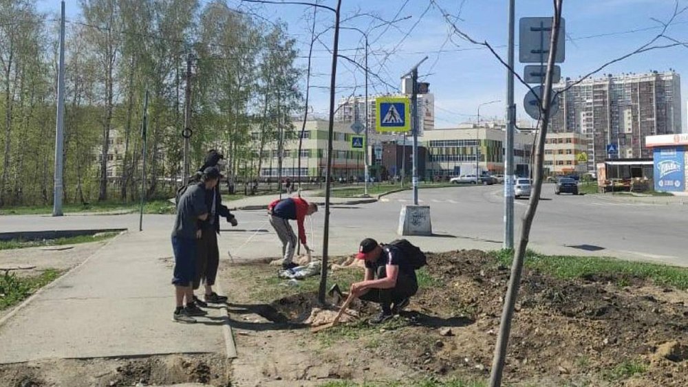 На северо-западе Челябинска высаживают 94 липы