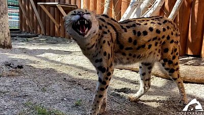 В Челябинском зоопарке сервала перевезли в уличный вольер