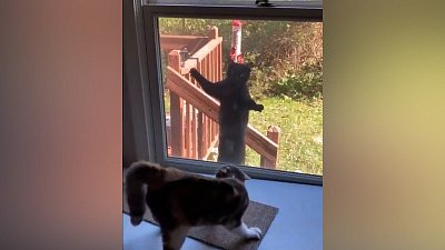 Мех и смех: озвучка гонок, внезапный прыжок и драка