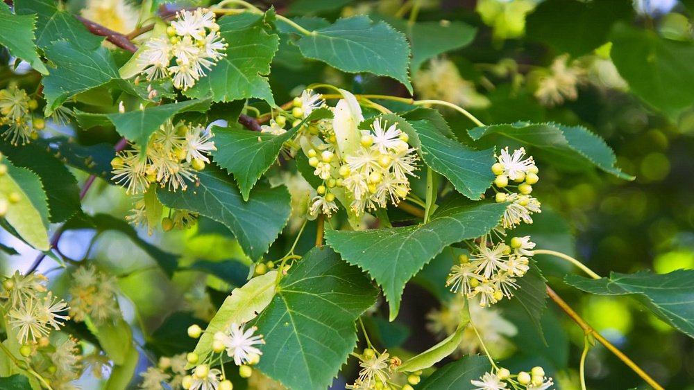 Отвар липового цвета поможет похудеть