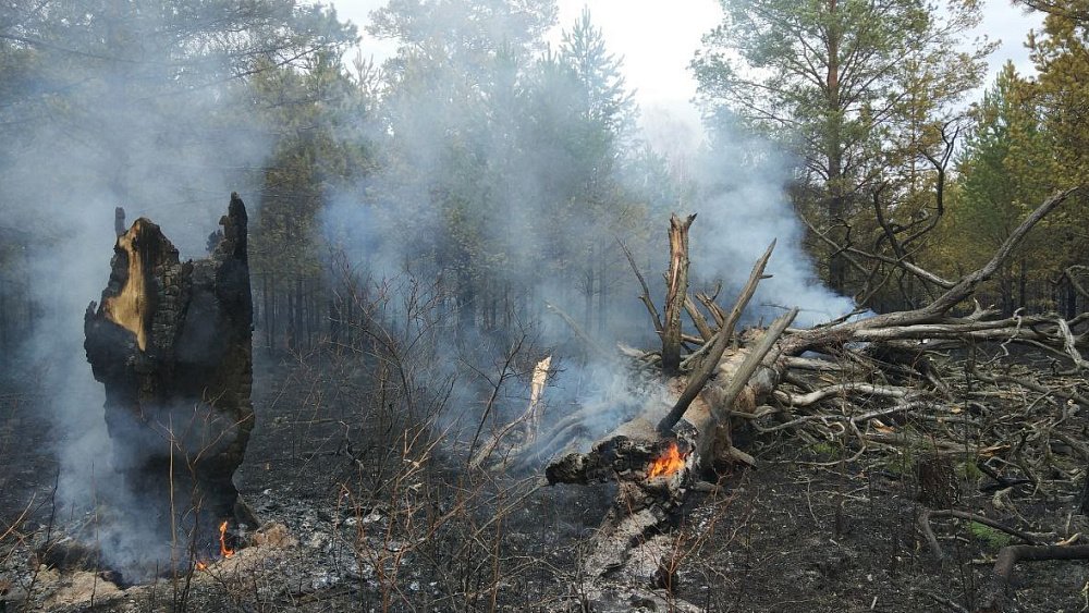 В национальном парке «Зигальга» тушат пожар на площади около 100 гектаров