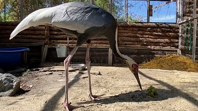 В Челябинском зоопарке у даурских журавлей появился опекун