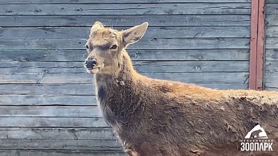 В Челябинском зоопарке олень Петр скинул рога