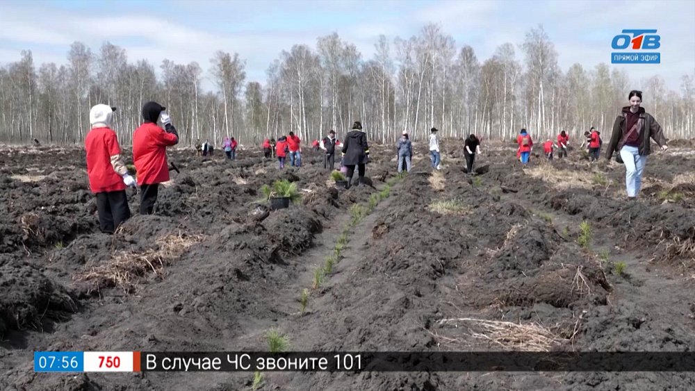 Помощь природе в сюжете «МТС сажает деревья»