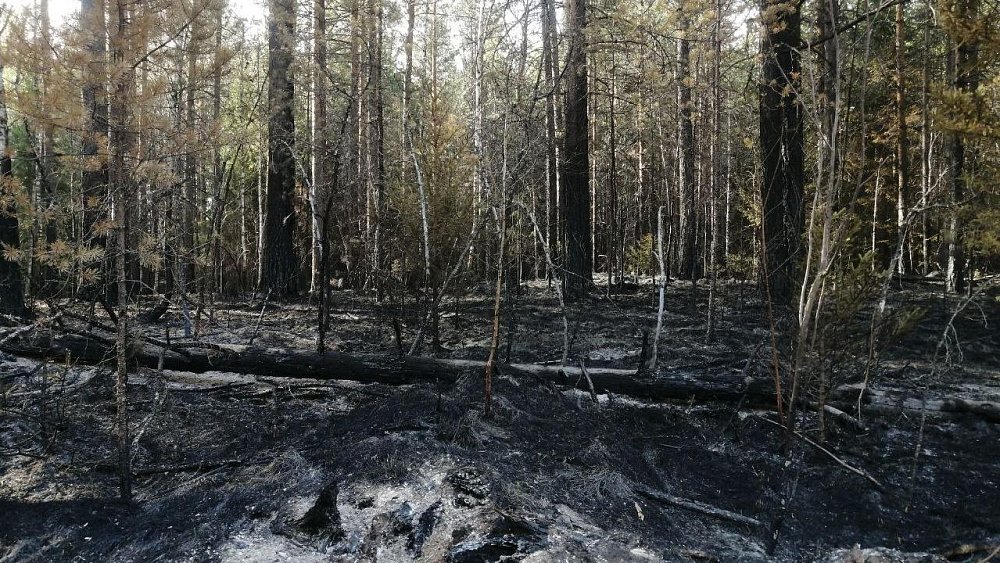 Представители нацпарка «Зигальга» назвали возможную причину крупного пожара
