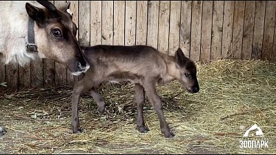 В Челябинском зоопарке родился северный олененок