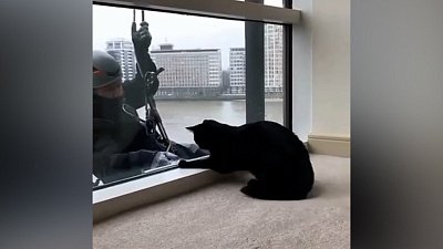 Мех и смех: мытье окон, вкрадчивый голос и преследование