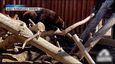 Обед росомахи из челябинского зоопарка спрятали