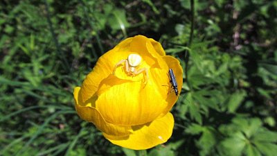В нацпарке Таганай раньше положенного срока распустилась европейская купальница