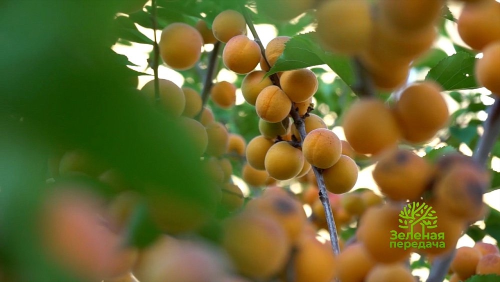 Рассказываем о важности профессии садовник: «Зеленая передача»