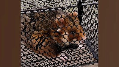 В Челябинской области карбыш попался в ловушку на садовом участке