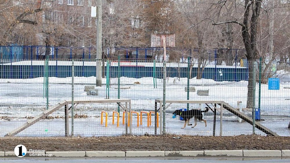 В Челябинской области утвердили штрафы до 5 тысяч рублей за плохое содержание домашних животных