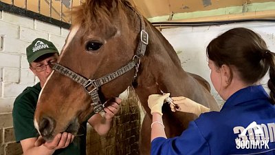 В Челябинском зоопарке у копытных взяли кровь на анализы