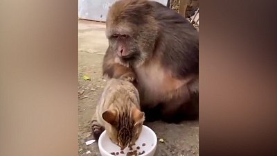 Мех и смех: внезапный прыжок, двойной обед и манящий запах