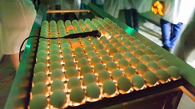 Челябинская птицефабрика вложит 2,4 млрд рублей в бывший актив Романа Абрамовича