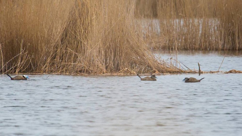 Зоозащитники требуют запретить охоту на озерах Челябинской области, где живет краснокнижная утка