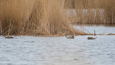 Зоозащитники требуют запретить охоту на озерах Челябинской области, где живет краснокнижная утка