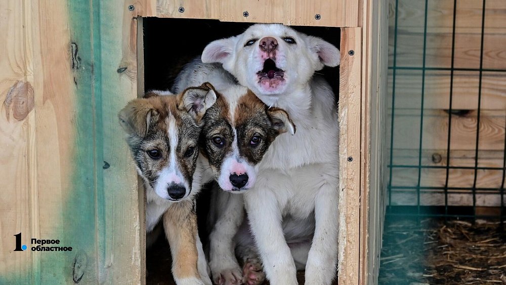 Минсельхоз призвал жителей Челябинской области участвовать в обсуждении работы по отлову собак