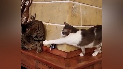 Мех и смех: разрушитель, маскировка и перевоплощение