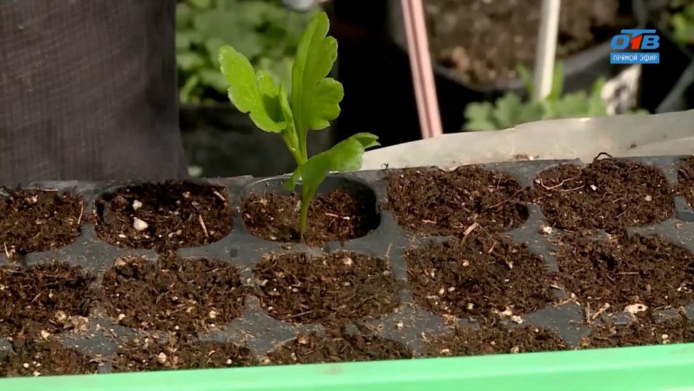 Кустовые хризантемы. Размножаем черенками в рубрике «Руки садовода»