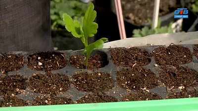 Кустовые хризантемы. Размножаем черенками в рубрике «Руки садовода»