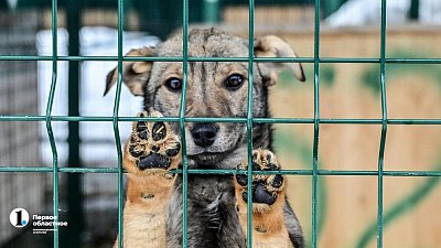 В Госдуме поддержали право регионов определять судьбу бродячих собак