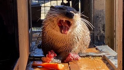 В Челябинском зоопарке выдры учат отдыхать