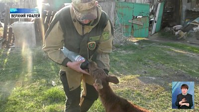 Егери выхаживают маленького лосенка