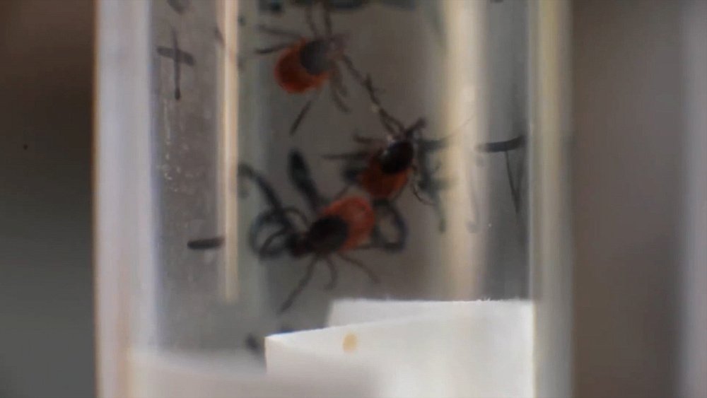 Сезон клещей в самом разгаре: «О здоровье»