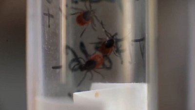 Сезон клещей в самом разгаре: «О здоровье»