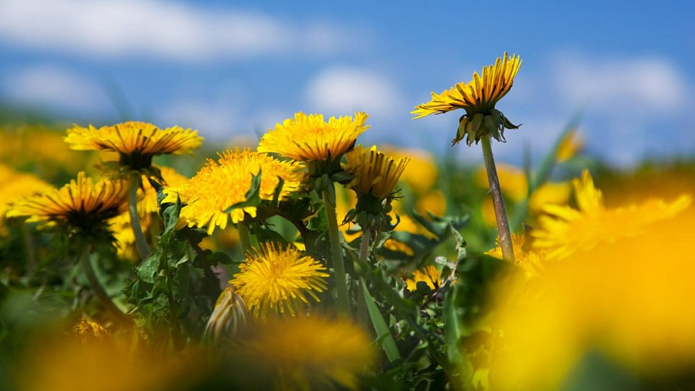 Что можно лечить одуванчиками