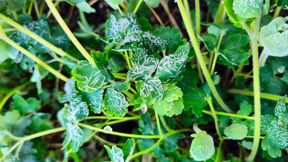 Заморозки до −3 градусов сохранятся в Челябинской области ночью 16 мая
