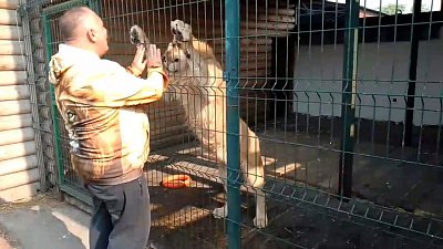 В челябинском приюте для диких животных «Спаси меня» появился новый львенок