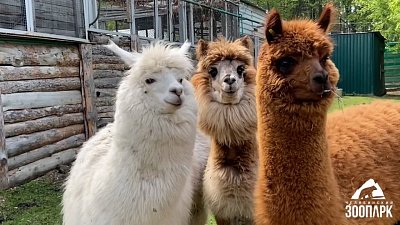 В Челябинском зоопарке появилась еще одна альпака