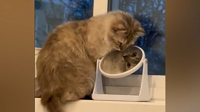 Мех и смех: загадочный незнакомец, выбор плейлиста и жестокий тренер